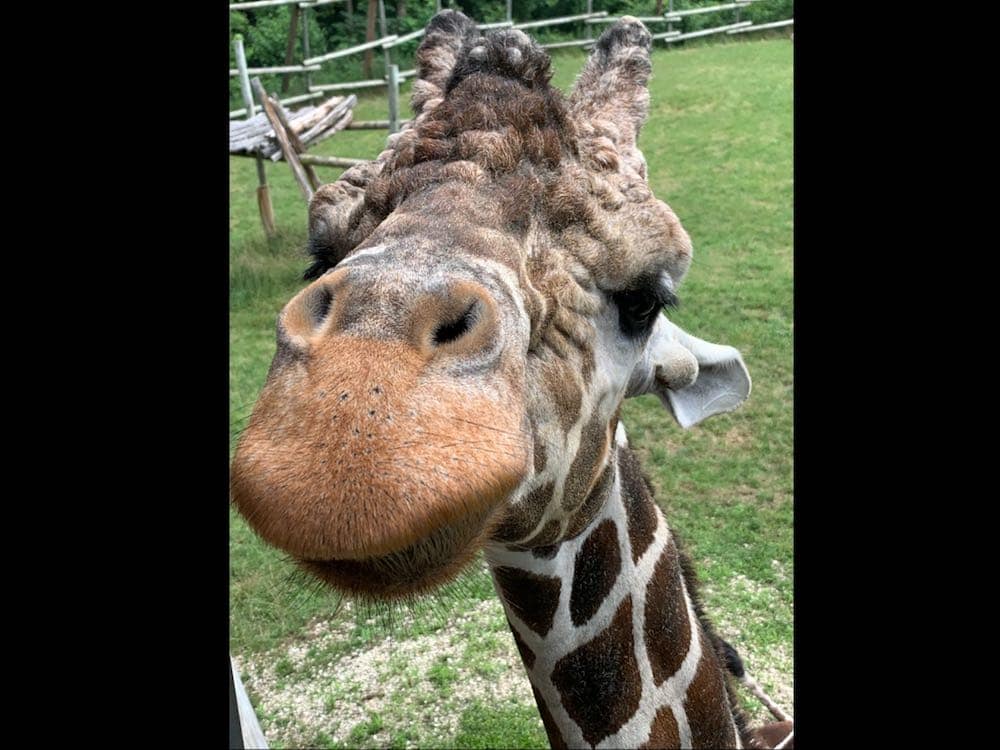 giraffe-peoria-zoo