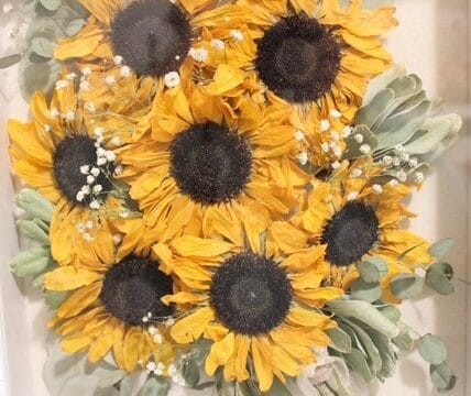 Pressing-Petals-Sunflowers